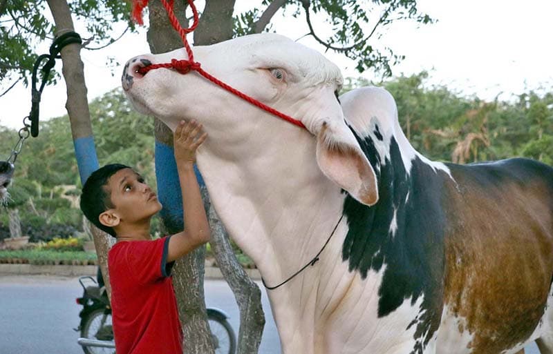Pakistan announces three-day public holiday for Eid-ul-Adha