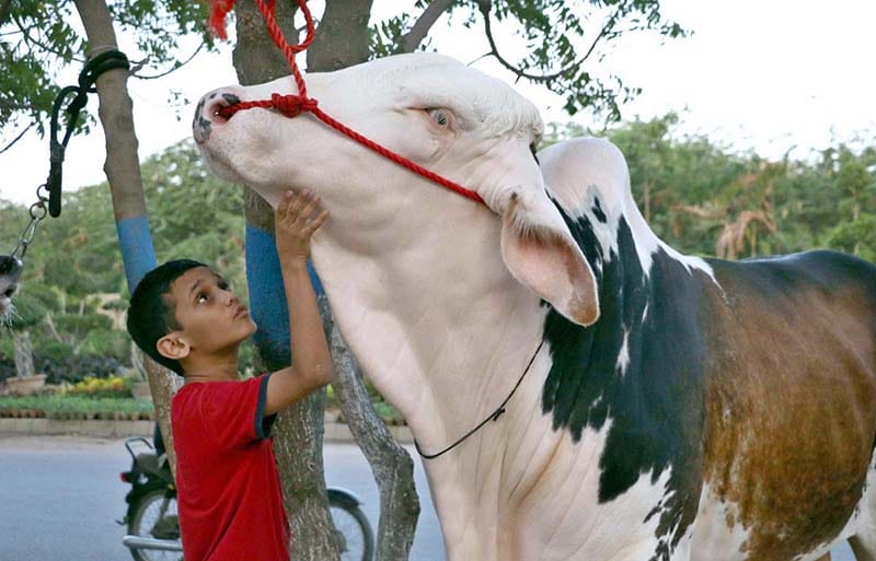 Pakistan announces three-day public holiday for Eid-ul-Adha