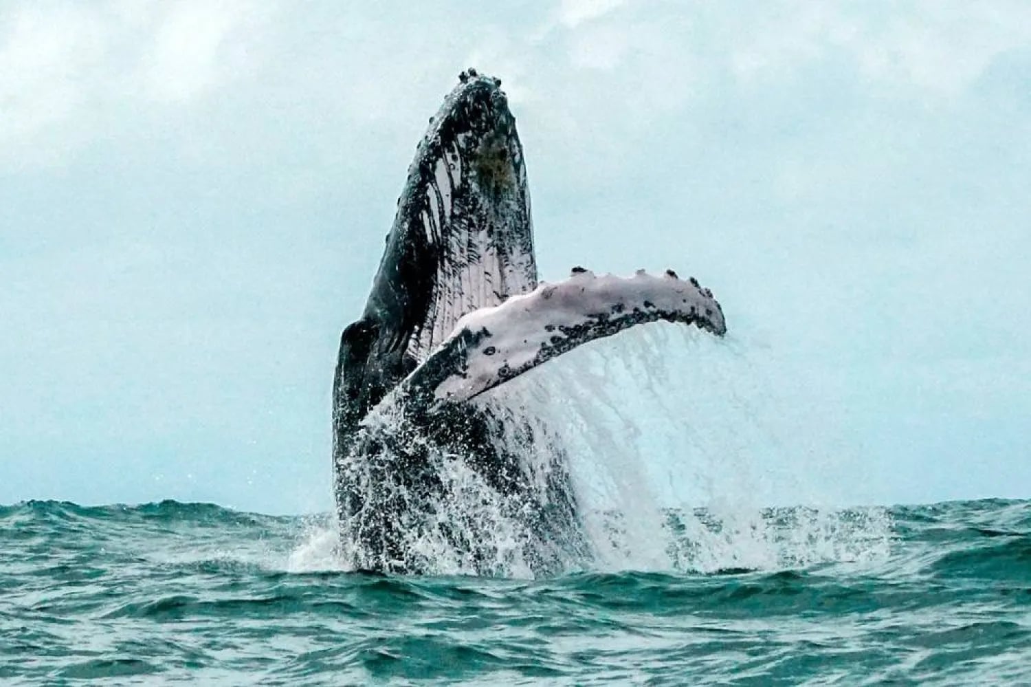 Iceland kills first whales since 2023, resuming commercial hunt