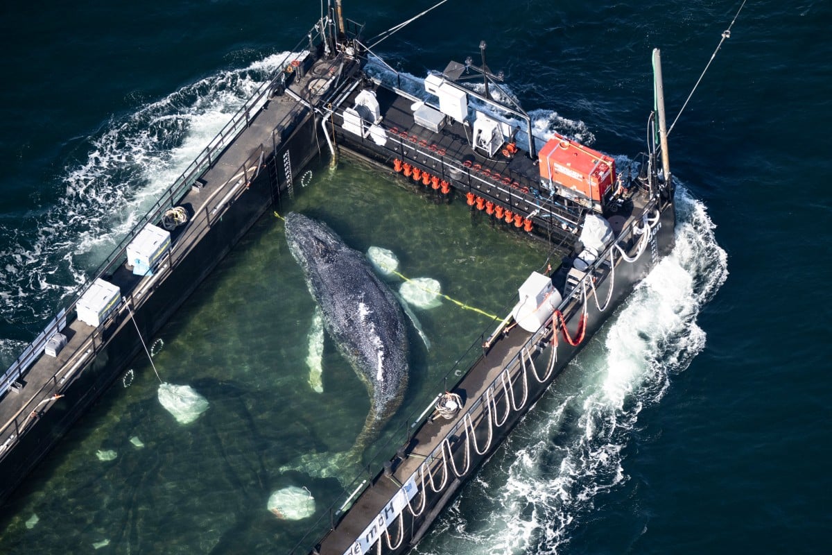 Whale that was rescued after stranded in Germany found dead in Denmark
