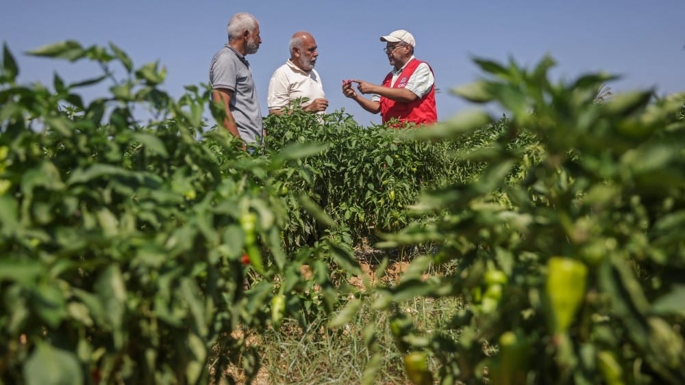 'Ray of hope': Gaza seed bank rebuilds after wartime destruction