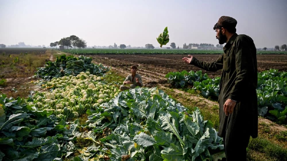 cauliflowers harvest