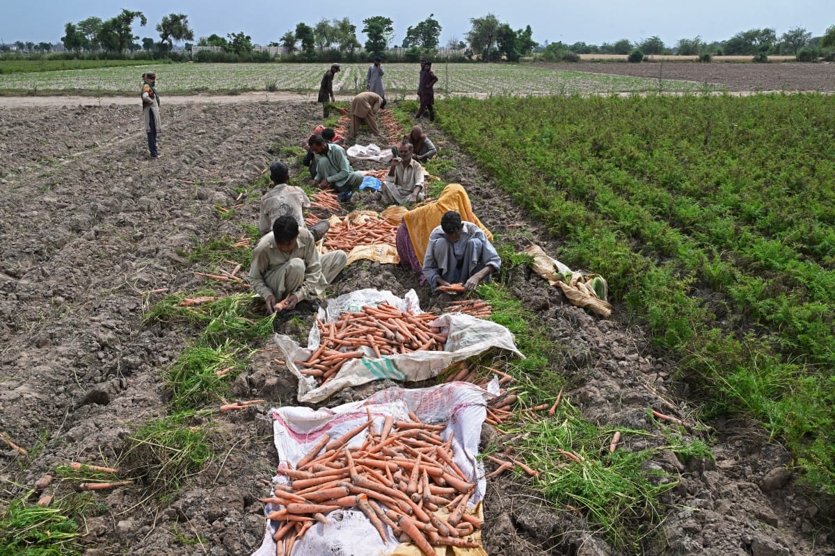 Farmers harvest carrots at a field on the outskirts of Lahore on April 19, 2026 (AFP)