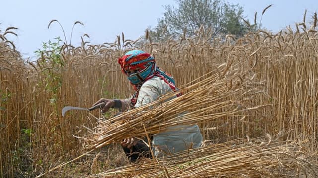 A farmer harvests wheat in a field on the outskirts of Lahore on April 15, 2025. (FILE/AFP)