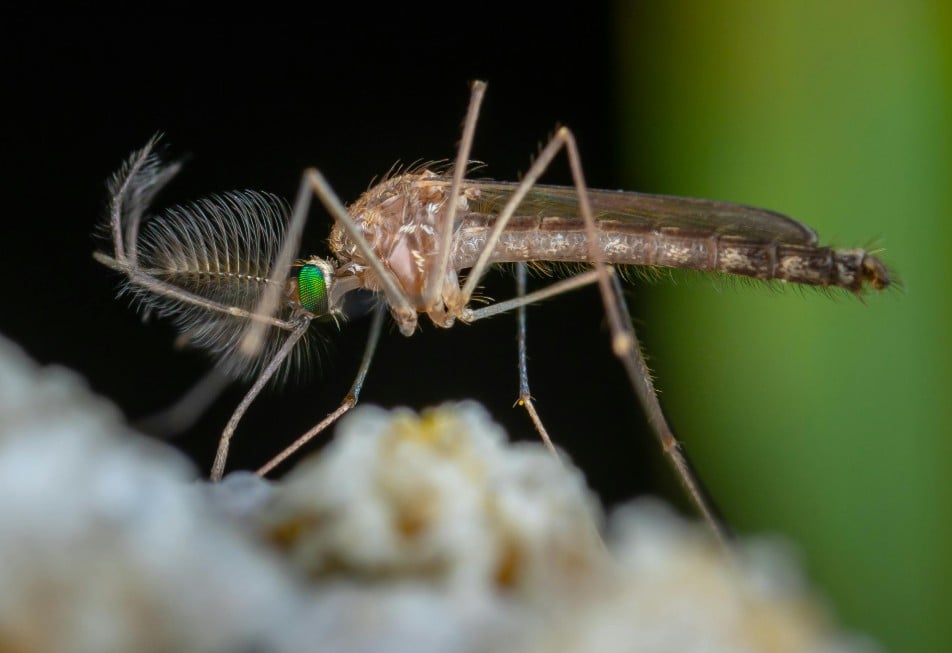 What if we killed all mosquitoes?