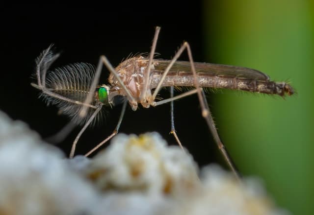 What if we killed all mosquitoes?