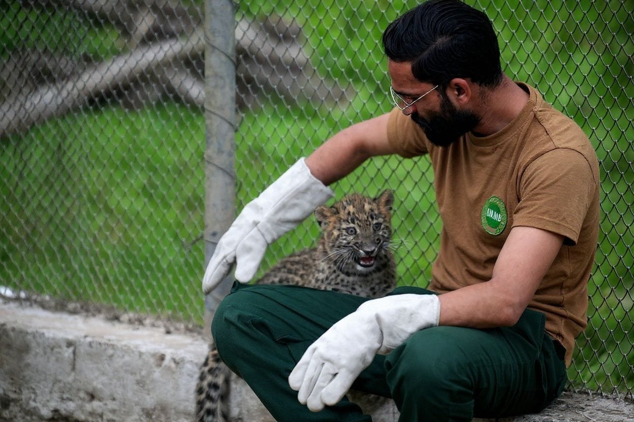 In this picture taken on March 27, 2024, a wildlife ranger takes care of a rescued leopard cub at the Margallah Wildlife rescue centre in Islamabad. (AFP)