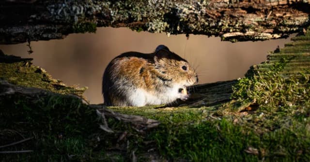 A bank vole (Myodes glareolus), also known as the forest vole, is a small rodent that can transmit hantavirus, which is dangerous to humans. (AFP)