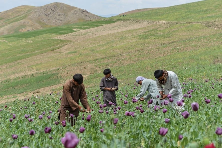Afghanistan's opium stockpiles sustain global heroin trade despite Taliban ban: UN