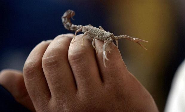 Police seize venomous scorpions in South Africa airport sting