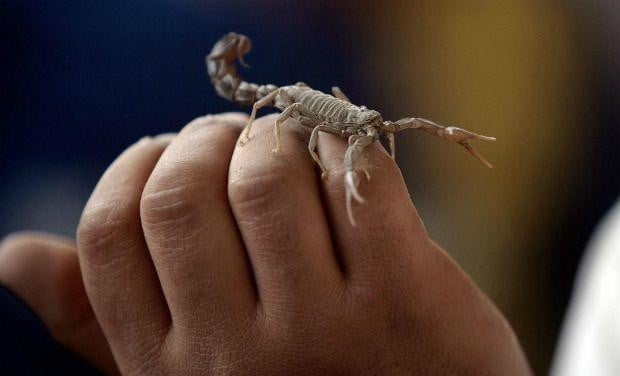 Police seize venomous scorpions in South Africa airport sting
