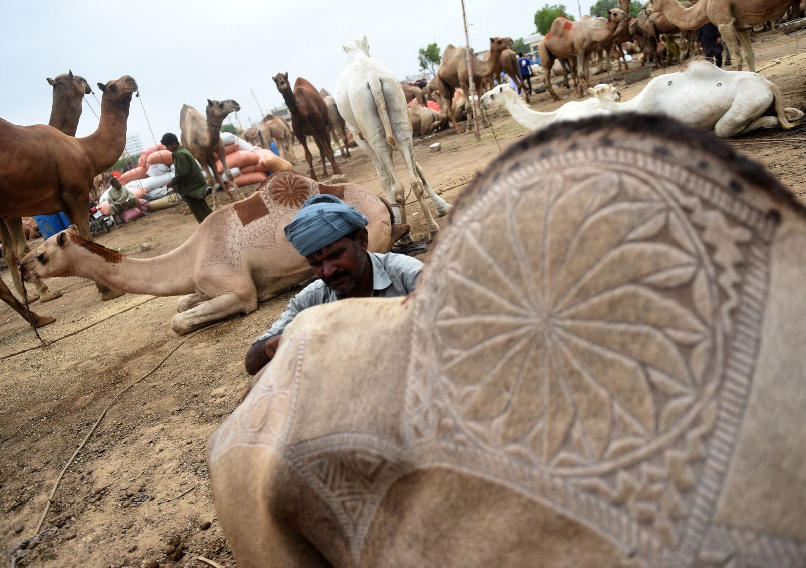Camel-Grooming-Karachi-AFP