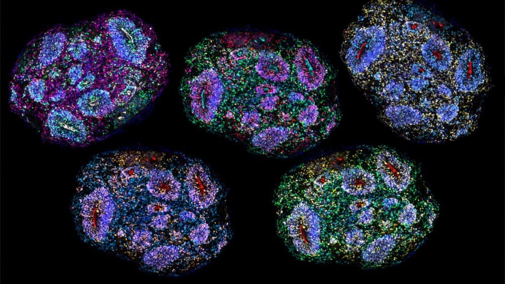 Oldest human brain cells grown in lab 'recorded passage of time'