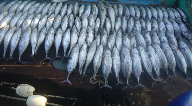 FILE PHOTO: A view of the Fish Market (WWF Pakistan)