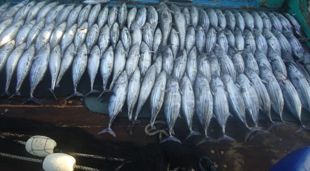 FILE PHOTO: A view of the Fish Market (WWF Pakistan)