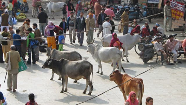 Cow vigilantes in India kill Muslim driver, rights group raises alarm
