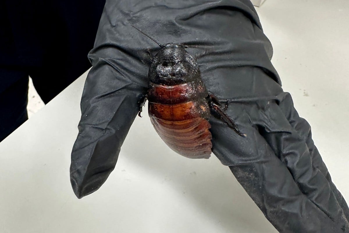 Australian Department of Climate Change, Energy, Environment and Water (DCCEEW) shows some of the 100,000 contraband cockroaches found in a raid on a commercial breeder in the town of Bathurst, west of Sydney. (Photo: AFP)