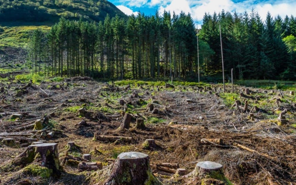 Pakistan president, PM call for collective action to restore rangelands, fight desertification