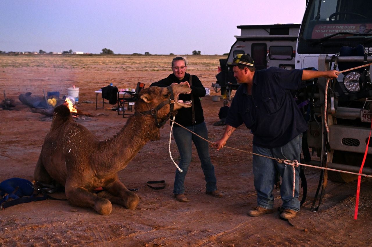 Trainers Kyrraley (L) and Tom Woodhouse (R) tend to their camels a day before the Marree Australasian Camel Cup meet in the South Australian outback town of Marree on June 26, 2026. (AFP)